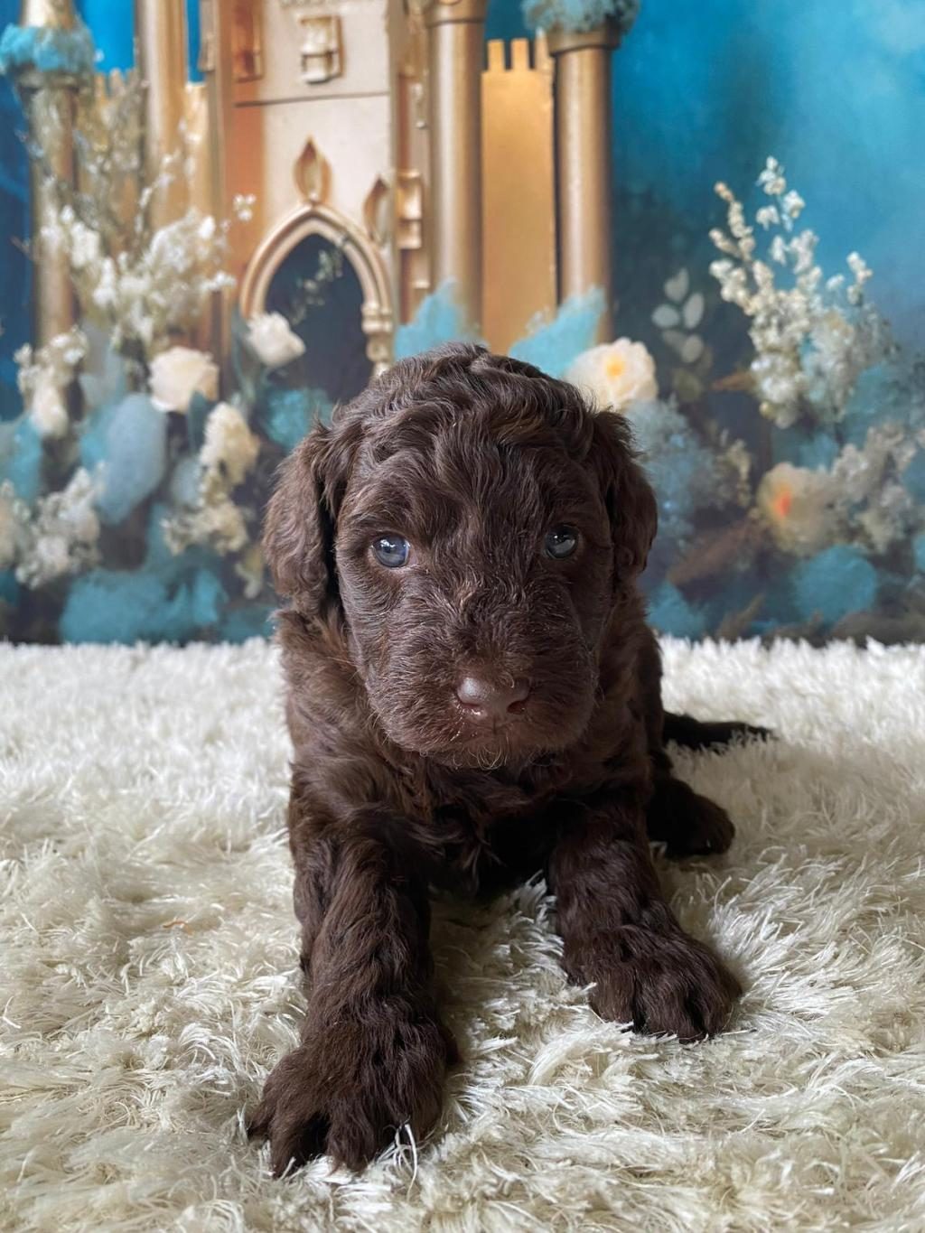 ÇİKOLATA POODLE TÜRÜNÜN EN İYİSİ