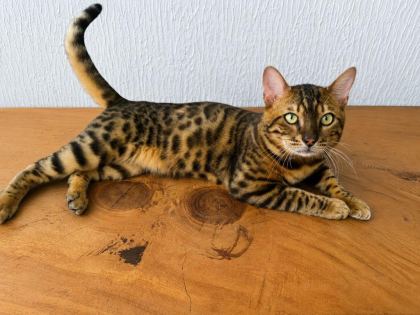 GÖZ ALICI DESENLİ BENGAL KEDİSİ