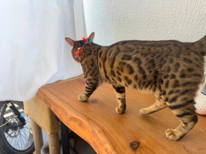 GÖZ ALICI DESENLİ BENGAL KEDİSİ