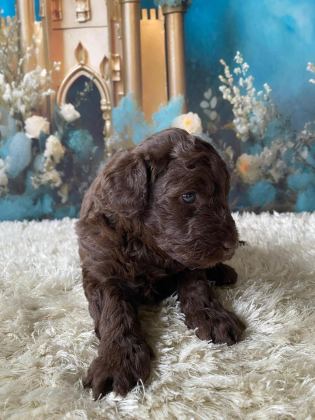ÇİKOLATA POODLE TÜRÜNÜN EN İYİSİ