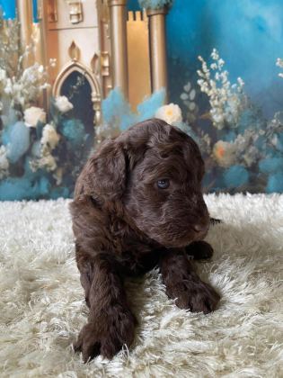 ÇİKOLATA POODLE TÜRÜNÜN EN İYİSİ