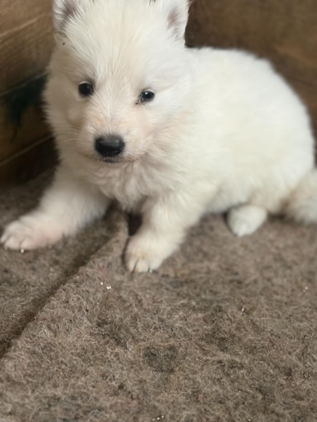 ÖZEL KAN BEYAZ ALMAN ÇOBAN KÖPEĞİ