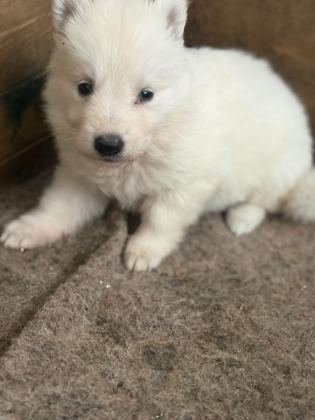ÖZEL KAN BEYAZ ALMAN ÇOBAN KÖPEĞİ