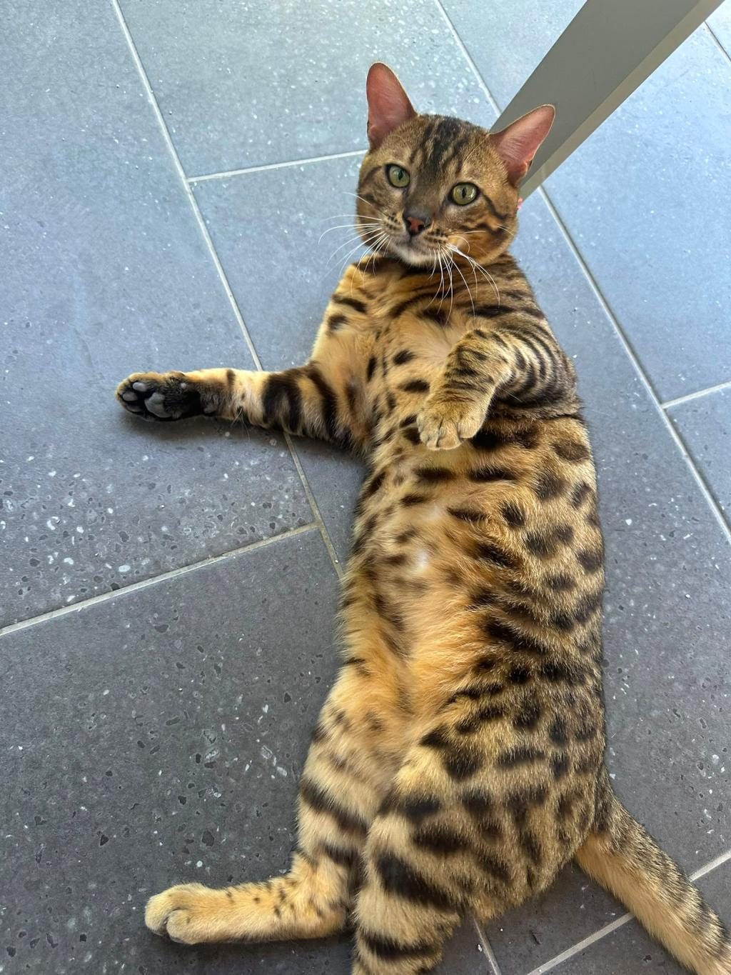 GÖZ ALICI DESENLİ BENGAL KEDİSİ