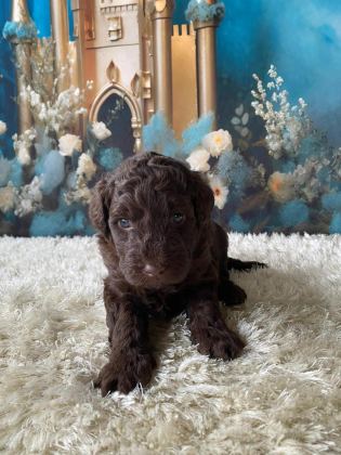 ÇİKOLATA POODLE TÜRÜNÜN EN İYİSİ
