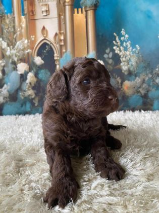 ÇİKOLATA POODLE TÜRÜNÜN EN İYİSİ