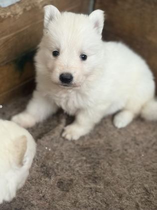 ÖZEL KAN BEYAZ ALMAN ÇOBAN KÖPEĞİ