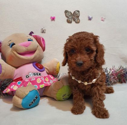 KORE KAN POODLE YAVRULAR