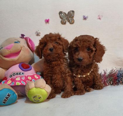 KORE KAN POODLE YAVRULAR