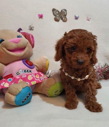KORE KAN POODLE YAVRULAR