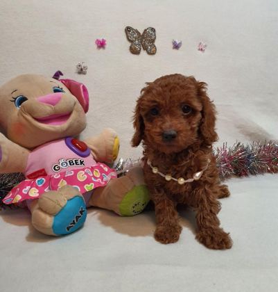 KORE KAN POODLE YAVRULAR