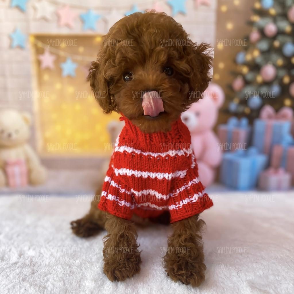TOY POODLE DİŞİ YAVRU