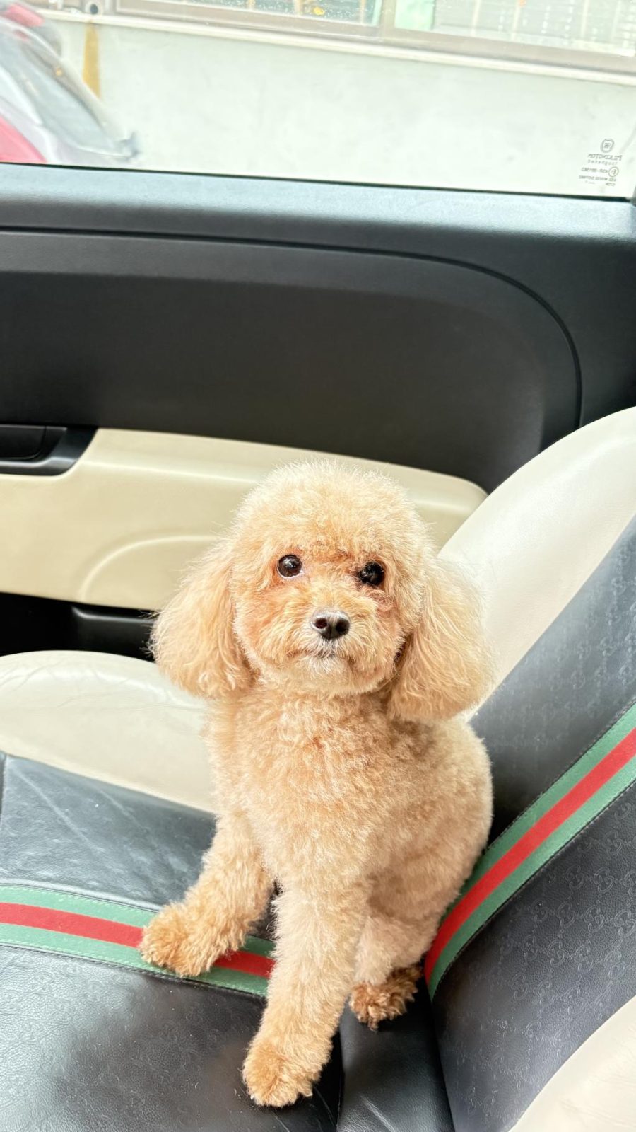 4 YAŞ TOY POODLE