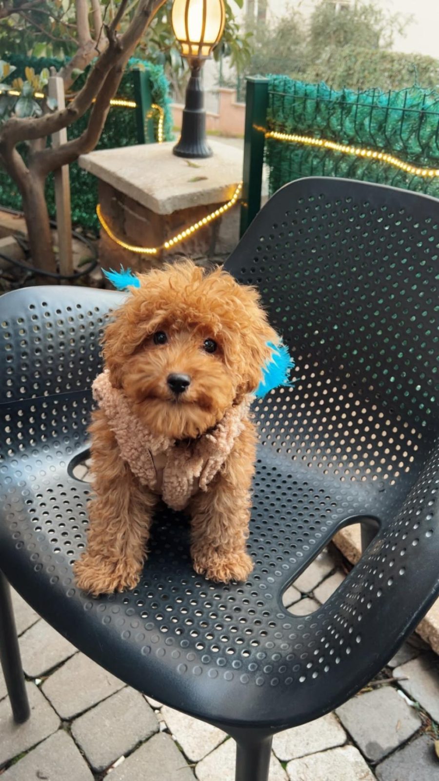 TOY POODLE 6 AYLIK
