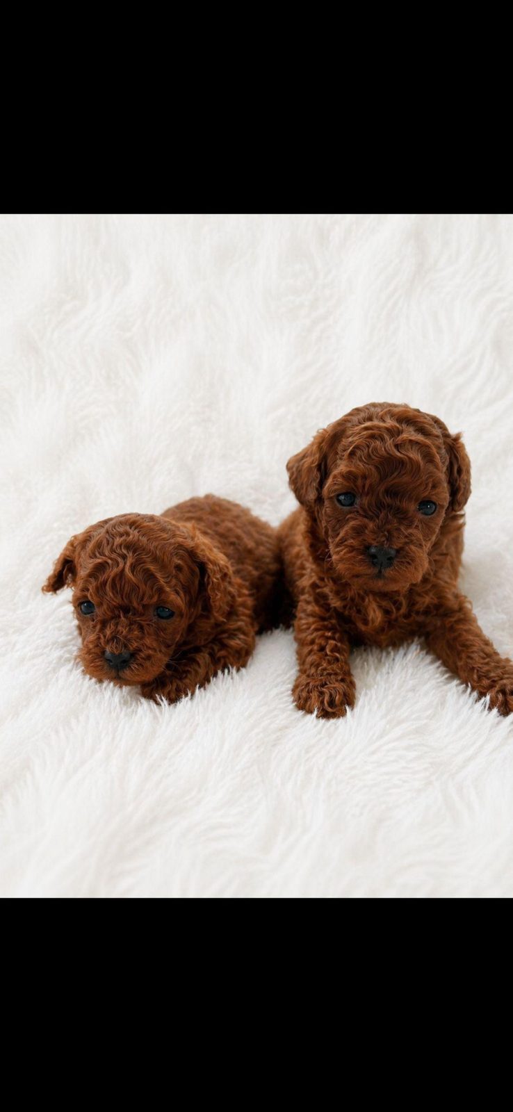 EN KÜÇÜK BOY POODLE ERKEK PRENSLER