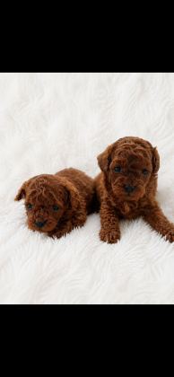 EN KÜÇÜK BOY POODLE ERKEK PRENSLER