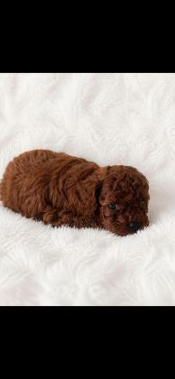 EN KÜÇÜK BOY POODLE ERKEK PRENSLER