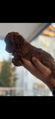 SHOW KALİTE POODLE YAVRULAR