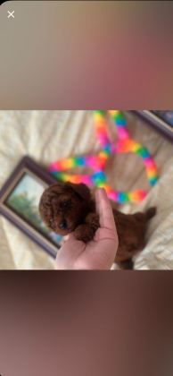 SHOW KALİTE POODLE YAVRULAR