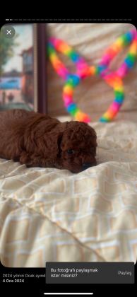 SHOW KALİTE POODLE YAVRULAR