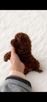 EN KÜÇÜK BOY POODLE ERKEK PRENSLER
