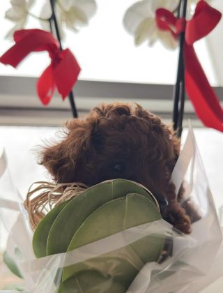 KORE TOY POODLE