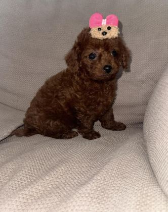 KORE TOY POODLE