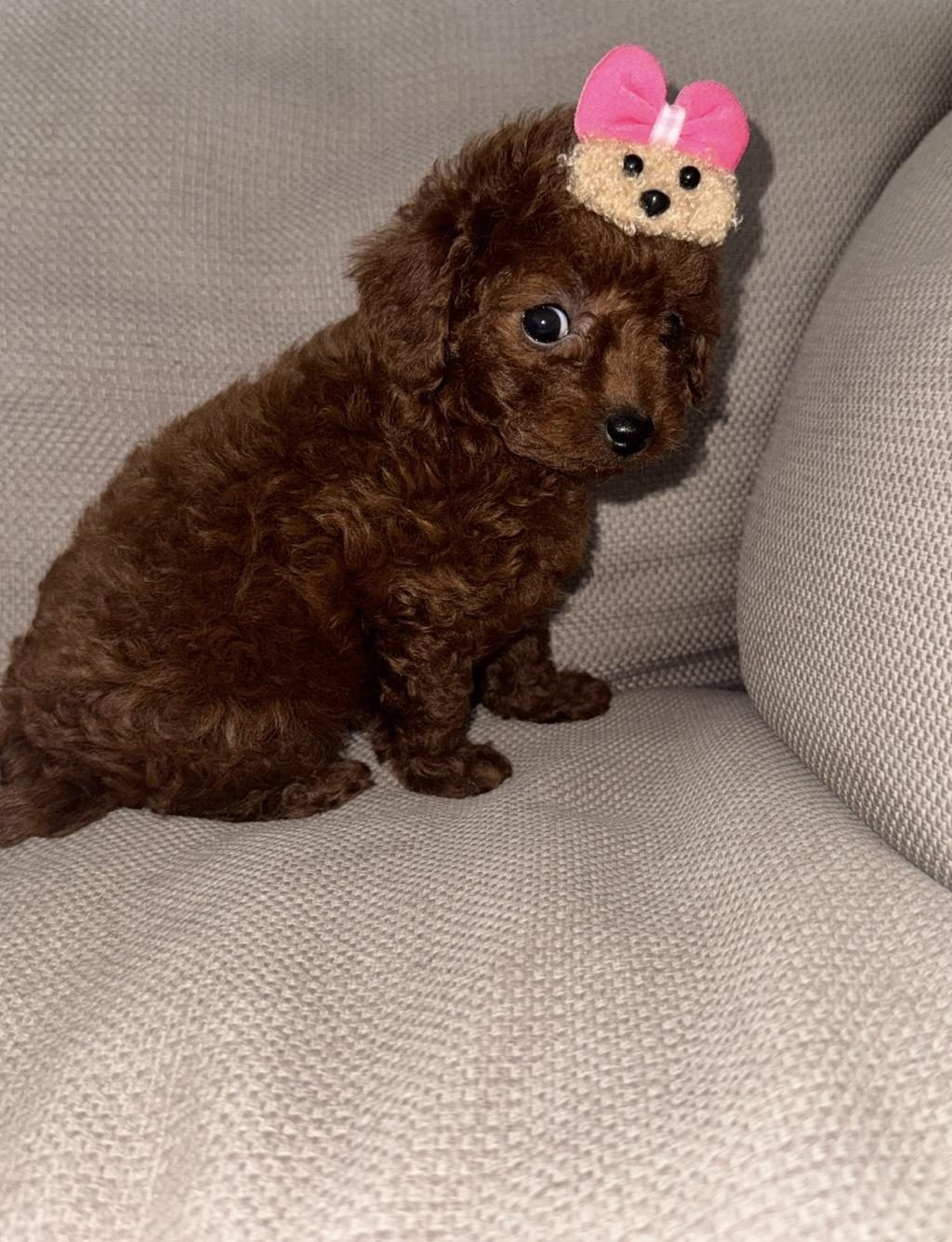 KORE TOY POODLE