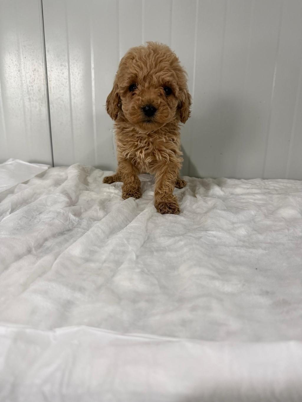 DİŞİ TOY POODLE GÜZELLER GÜZELİ