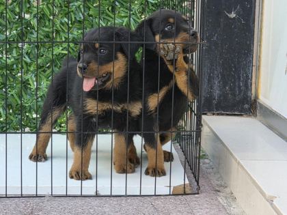 A KALİTE ERKEK ROTTWEİLER YAVRULARIMIZ