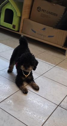 ÇOK ÖZEL TOY POODLE KIZIMIZ
