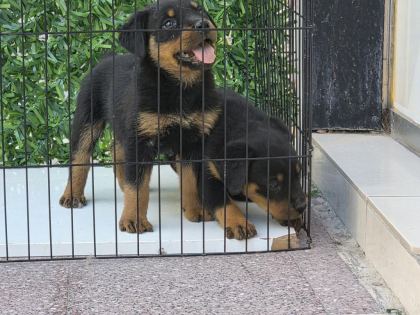 A KALİTE ERKEK ROTTWEİLER YAVRULARIMIZ