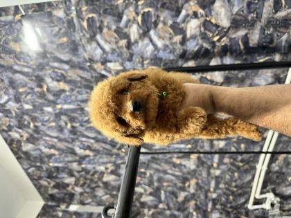 ÜST KALİTE TOY POODLE YAVRULARIMIZ TESLİME HAZIR