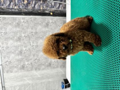 ÜST KALİTE TOY POODLE YAVRULARIMIZ TESLİME HAZIR
