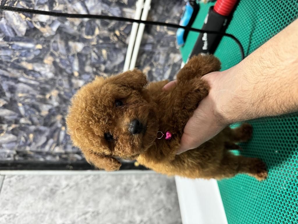 ÜST KALİTE TOY POODLE YAVRULARIMIZ TESLİME HAZIR
