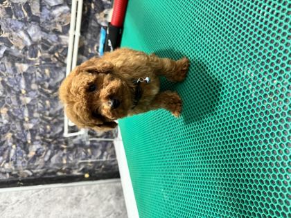 ÜST KALİTE TOY POODLE YAVRULARIMIZ TESLİME HAZIR