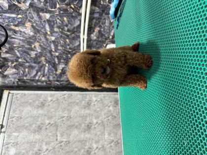 ÜST KALİTE TOY POODLE YAVRULARIMIZ TESLİME HAZIR