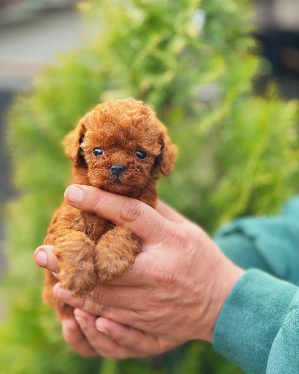 TOY-TEACUP POODLE