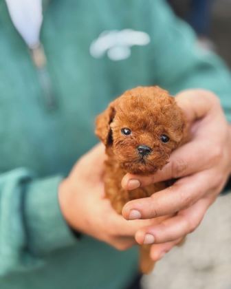 TOY-TEACUP POODLE