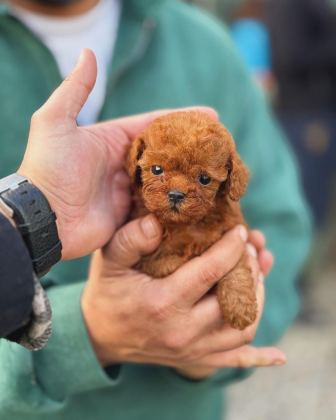 TOY-TEACUP POODLE