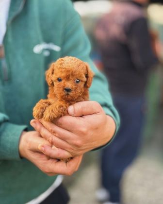 TOY-TEACUP POODLE