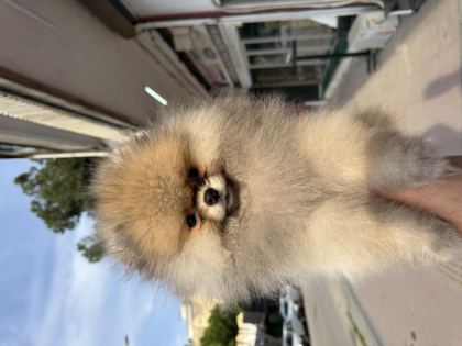 GÜLEN SURAT AYICIK POMERANİAN BOO
