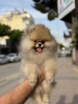 GÜLEN SURAT AYICIK POMERANİAN BOO