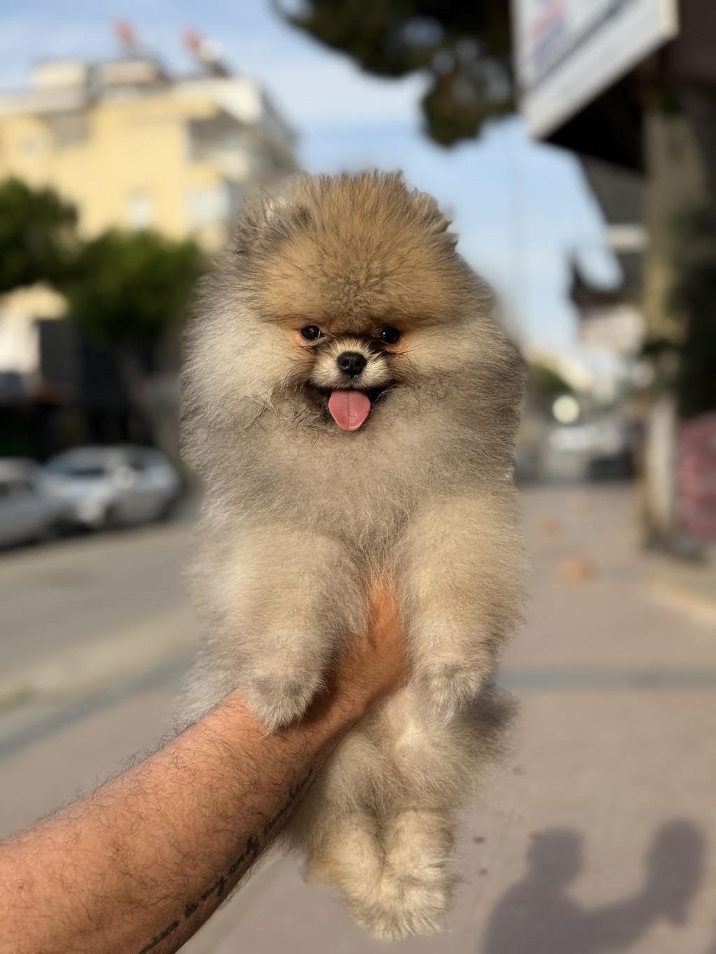 GÜLEN SURAT AYICIK POMERANİAN BOO