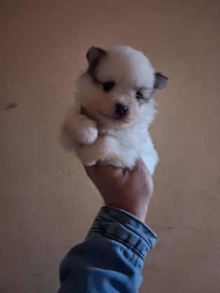 POMERANİAN BOO BEBEKLERİMİZ YENİ YUVALARINI ARIYORLAR