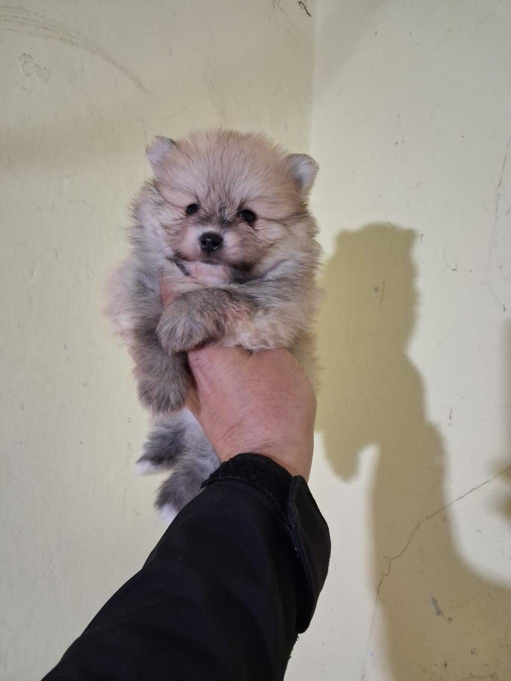 POMERANİAN BOO BEBEKLERİMİZ YENİ YUVALARINI ARIYORLAR