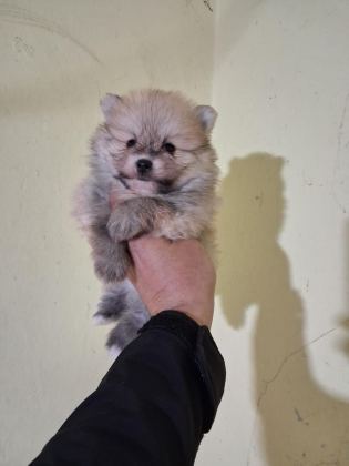 POMERANİAN BOO BEBEKLERİMİZ YENİ YUVALARINI ARIYORLAR