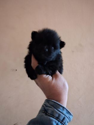 POMERANİAN BOO BEBEKLERİMİZ YENİ YUVALARINI ARIYORLAR