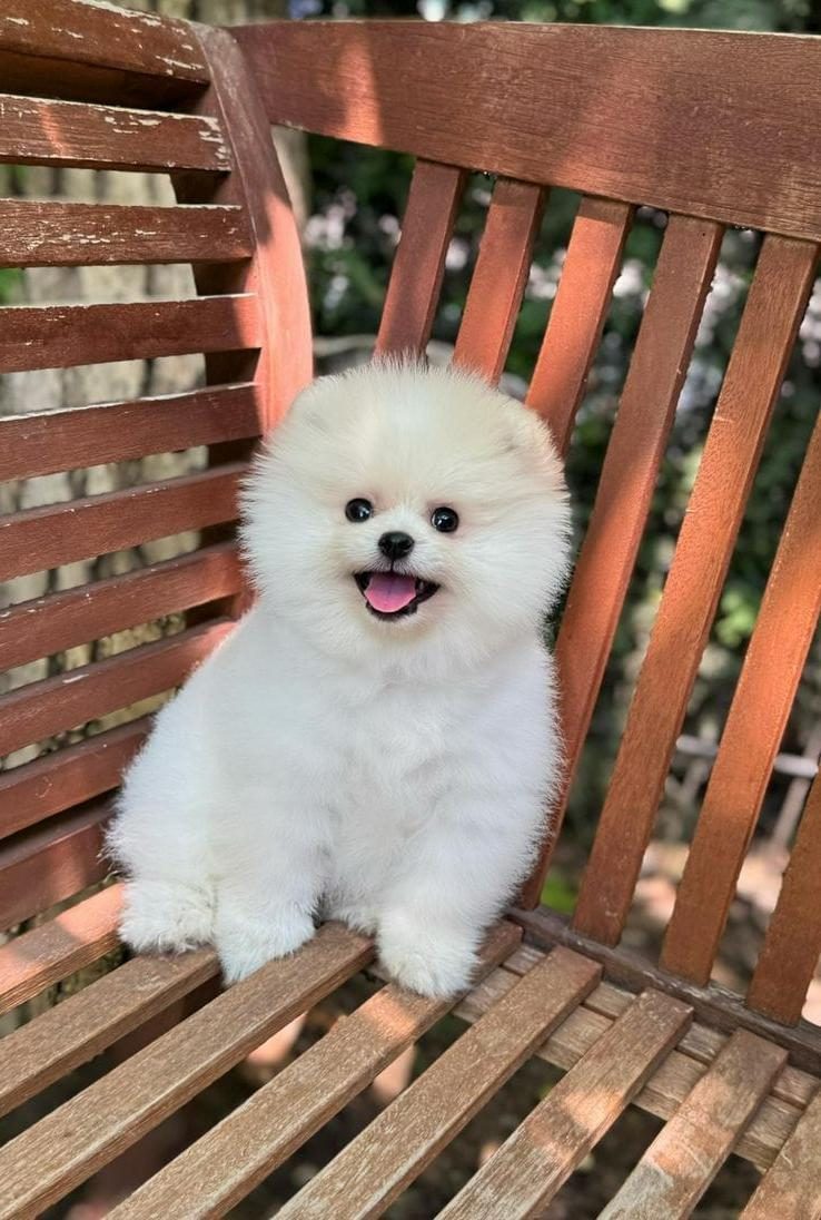 POMERANİAN BELLA