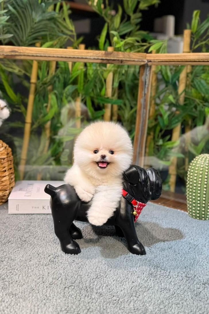 POMERANİAN TİFFANY
